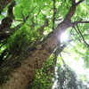 深い、深い山中に。