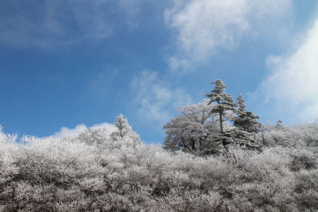 一瞬の晴れ間の樹氷
