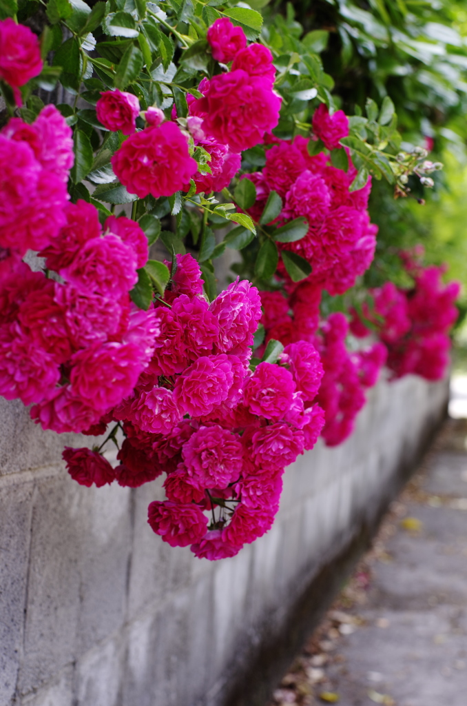 バラの花続く道