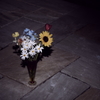 Flowers in the Darkness