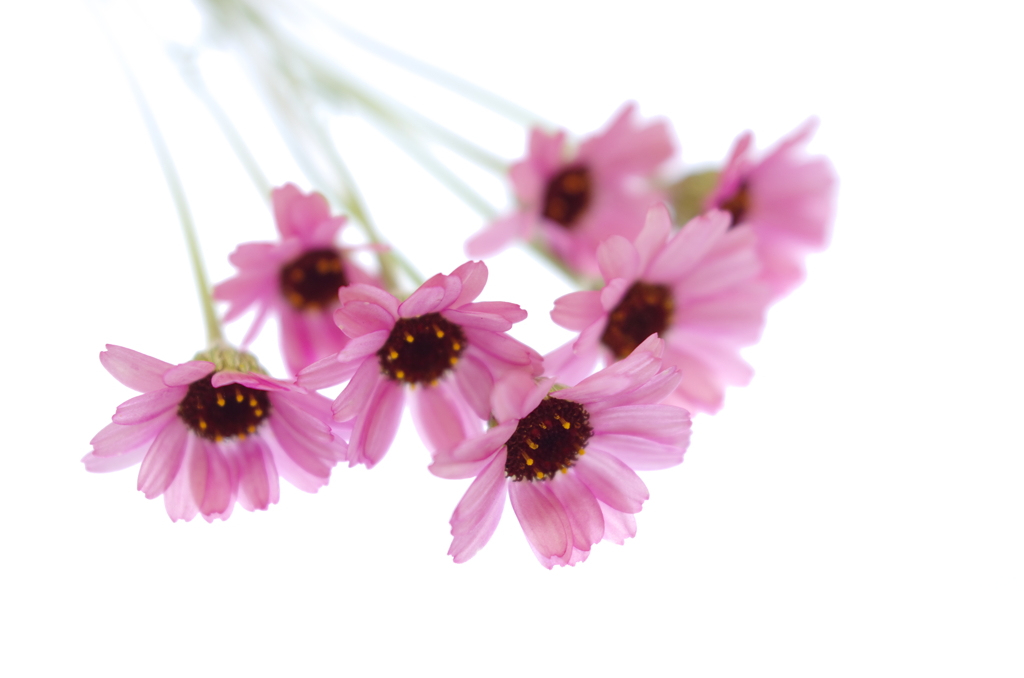 Rhodanthemum