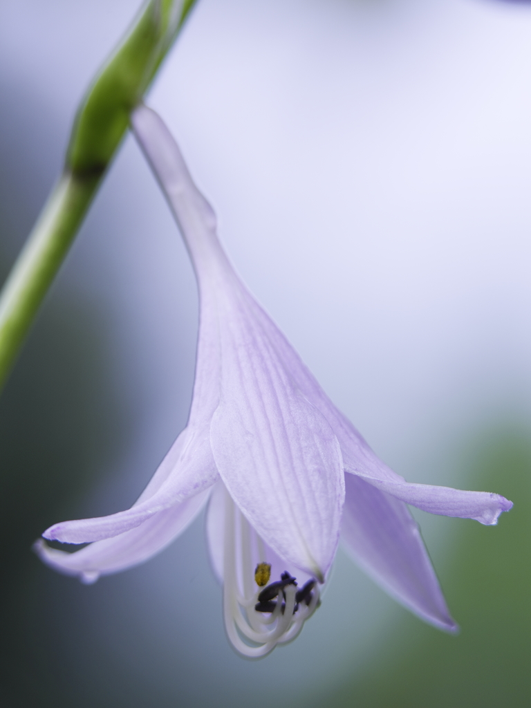 雨上がりの開花