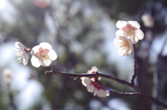 ウメ開花