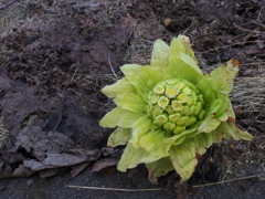 春の芽生え２