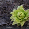 春の芽生え２