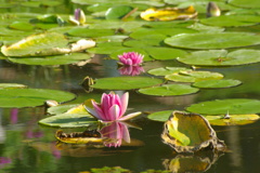 water lily 1