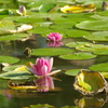 water lily 1