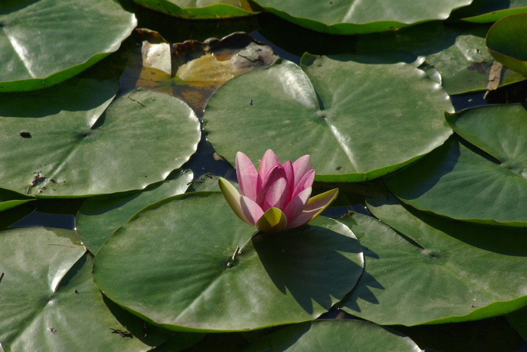 water lily 3