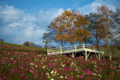 今年最後の秋桜３