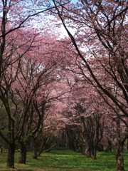 桜のトンネル