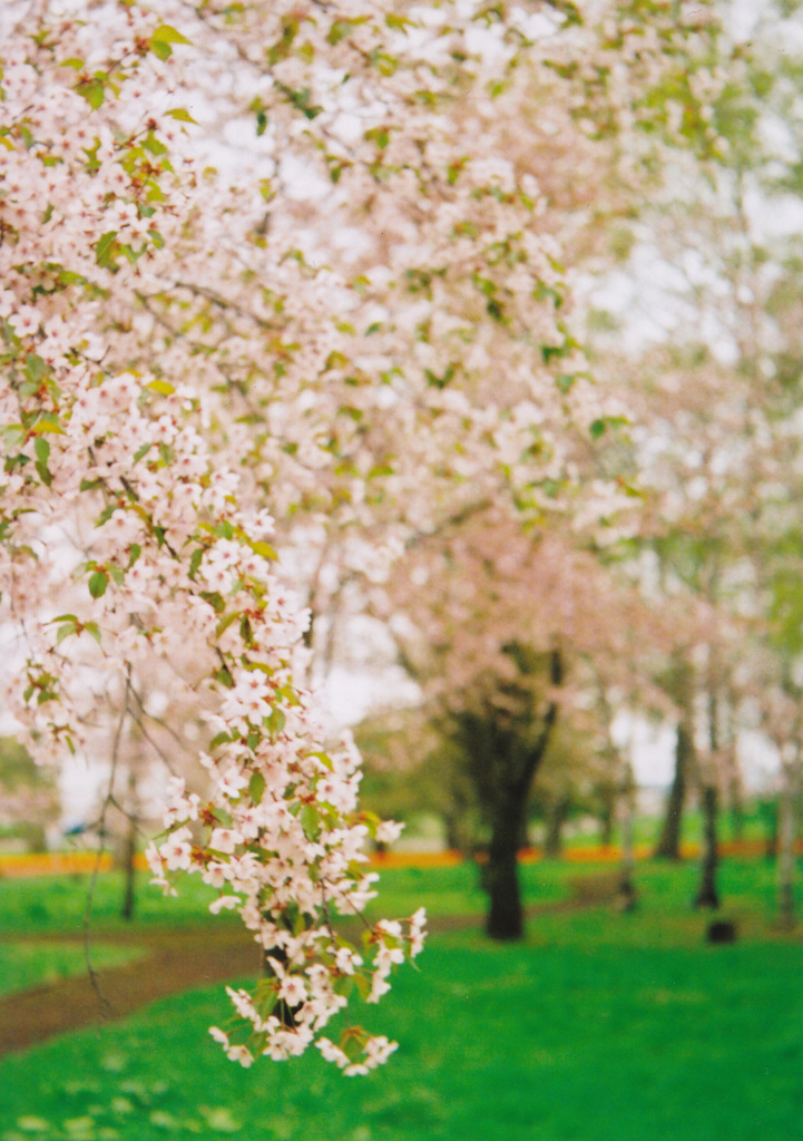 淡い桜