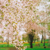 淡い桜