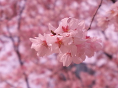 小彼岸桜