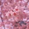 小彼岸桜