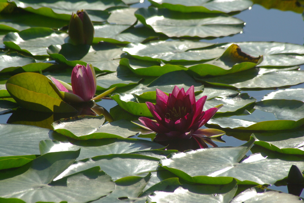 water lily 2