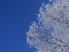 Trees covered with hoar frost