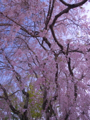 桜色の空