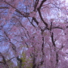 桜色の空