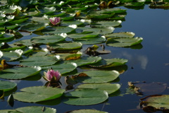 water lily 4