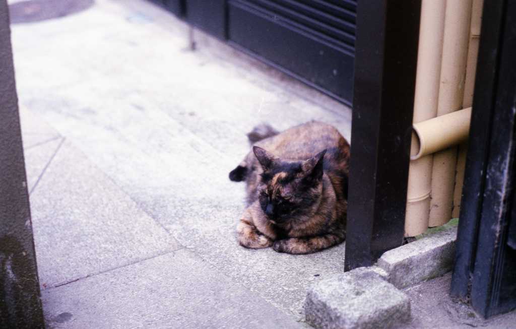 江ノ島在住です。その３