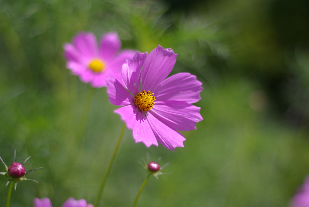 秋桜