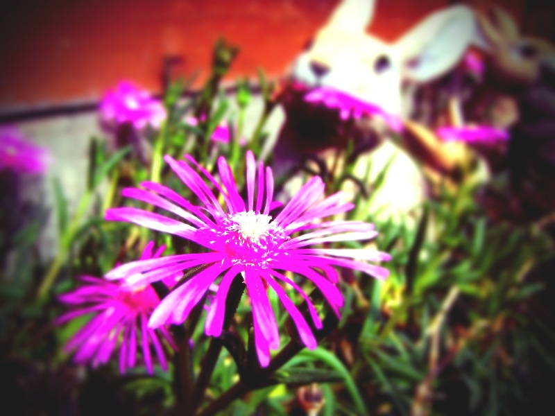兎の花
