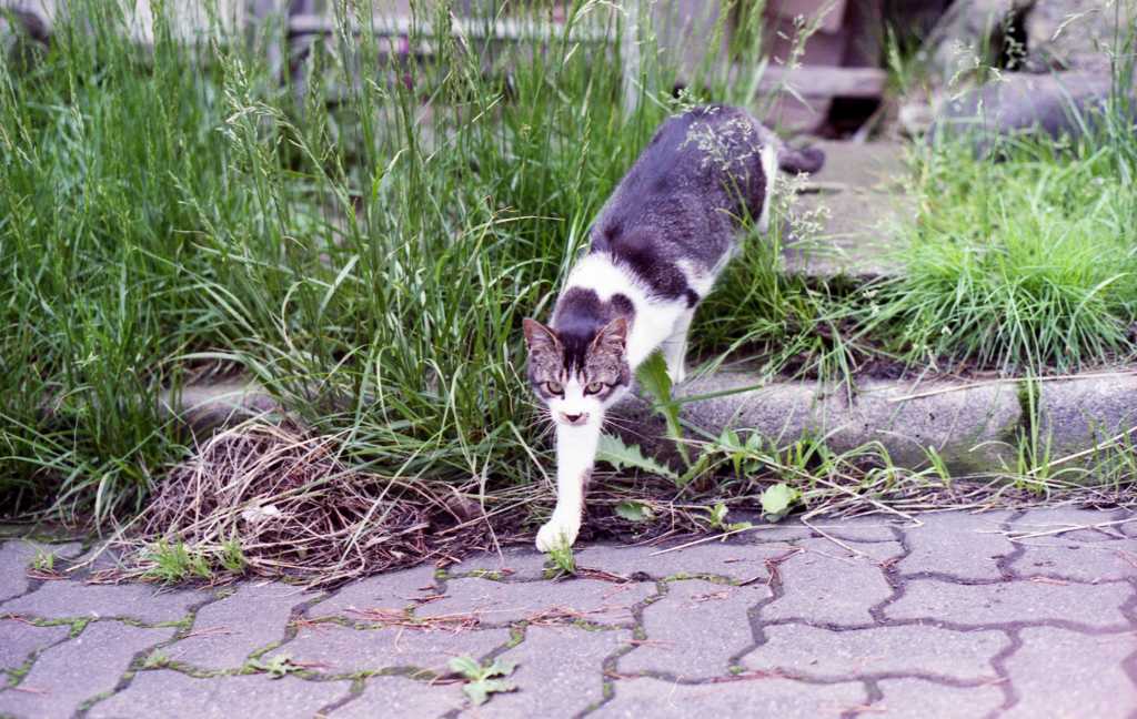何見てんにゃ