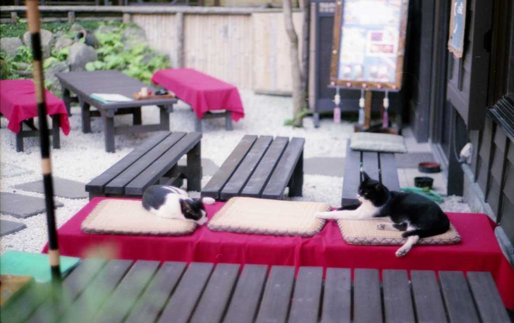 雅にゃ