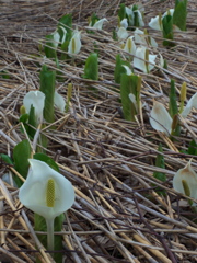 花園