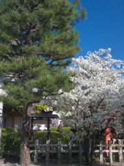 松と桜