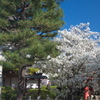 松と桜