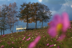 今年最後の秋桜５