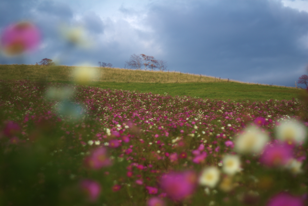 今年最後の秋桜４