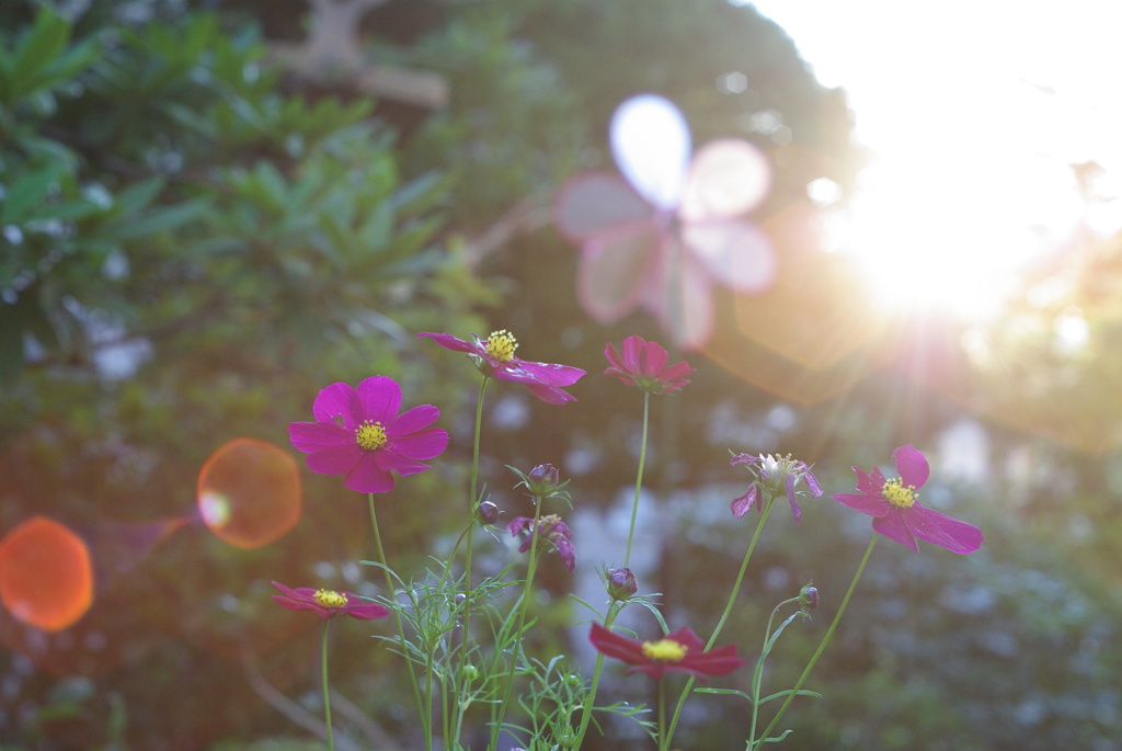 花さく庭に