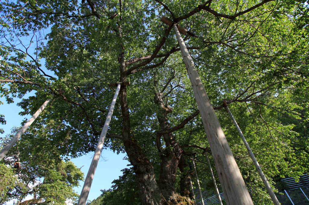 御母衣湖畔の荘川桜