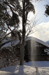 木から落ちる雪の粉