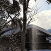 木から落ちる雪の粉