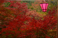 河内渓谷の紅葉　③