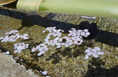 落ち桜