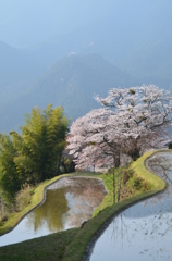 三多気の桜