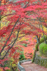 吉野の紅葉