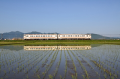 水田照らされて