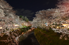 夜桜　満開