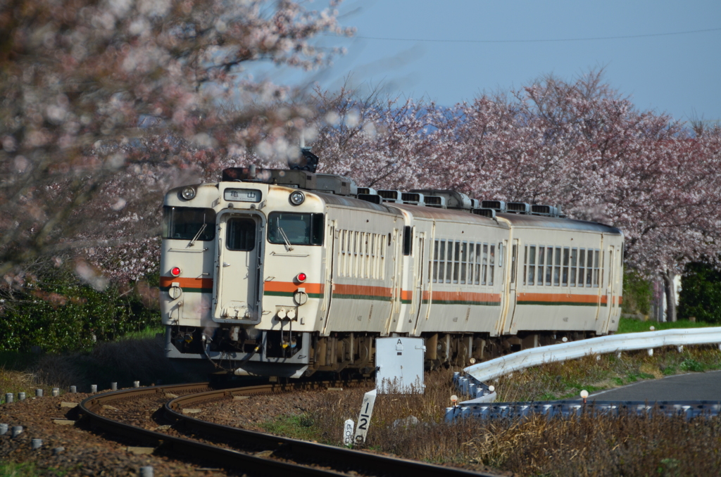 桜カーブ