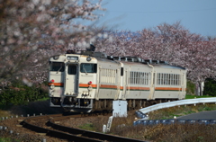 桜カーブ
