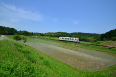 田んぼ