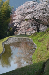 三多気の桜