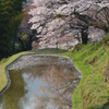 三多気の桜