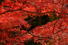 河内渓谷の紅葉　①