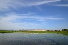 初夏の朝